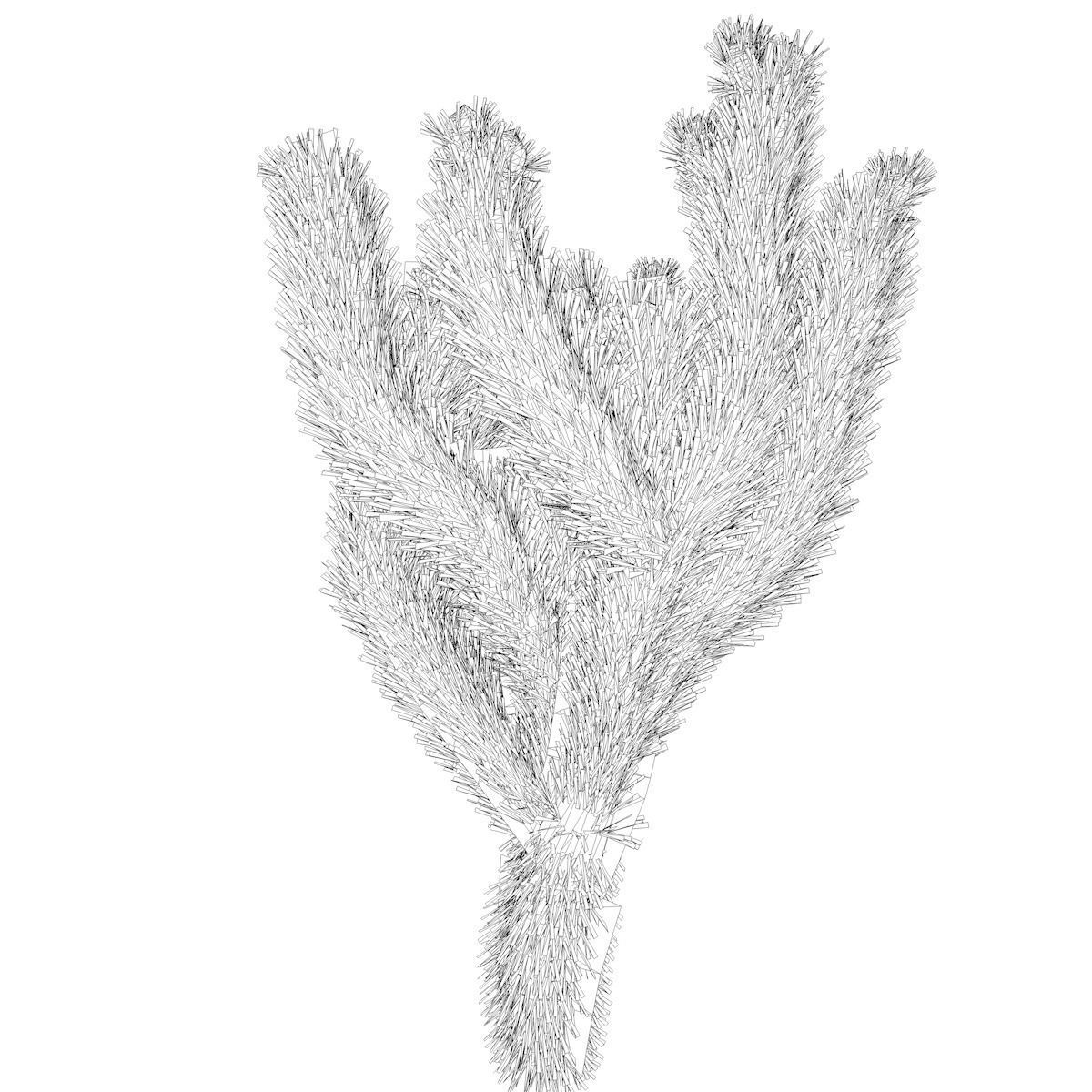 Cholla Cactus Plant - 02 - 3D model_2