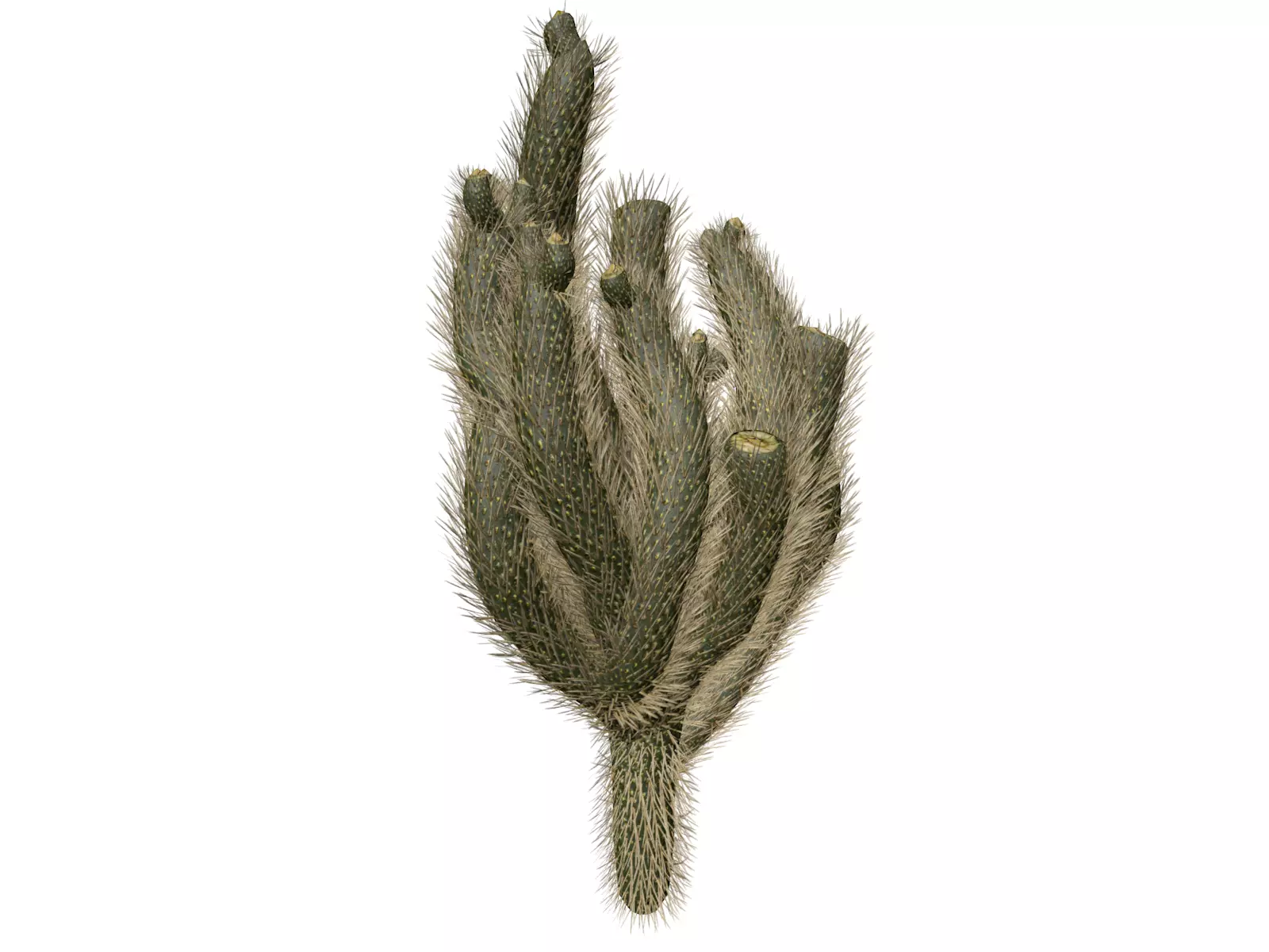 Cholla Cactus Plant - 03 - 3D model_0