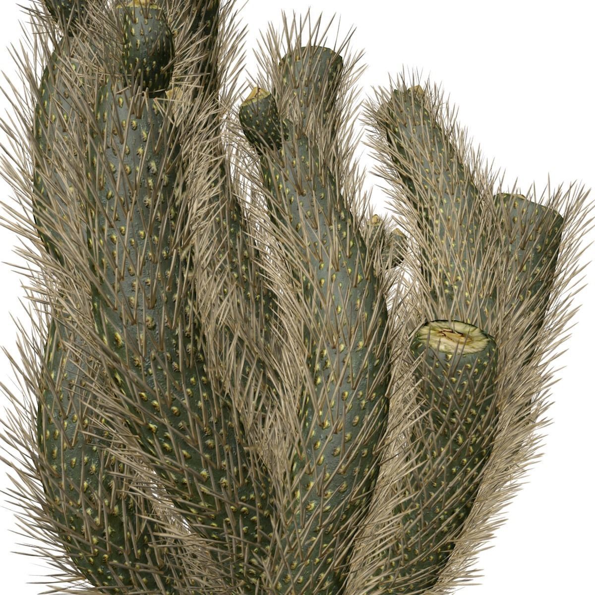 Cholla Cactus Plant - 03 - 3D model_3