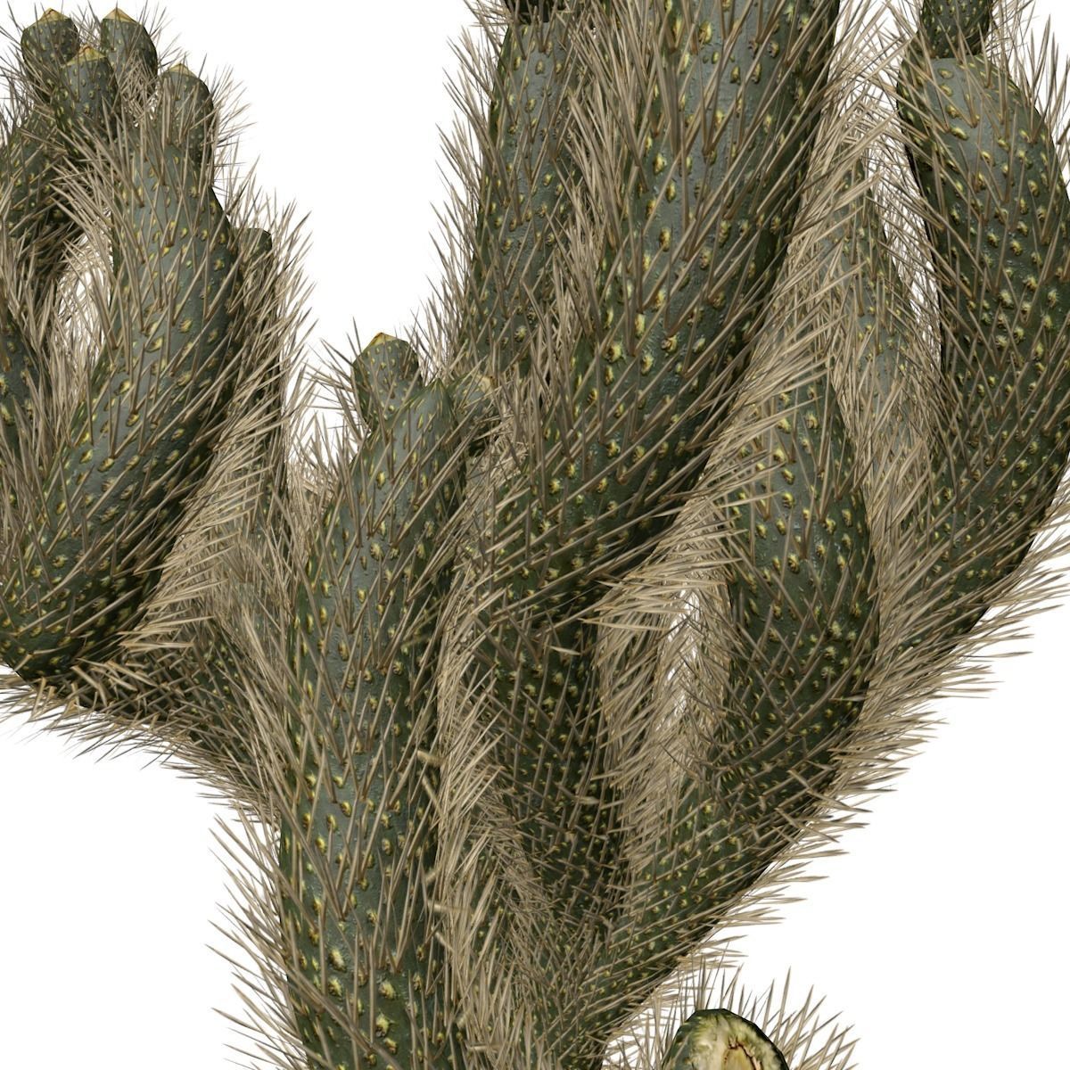 Cholla Cactus Plant - 04 - 3D model_3