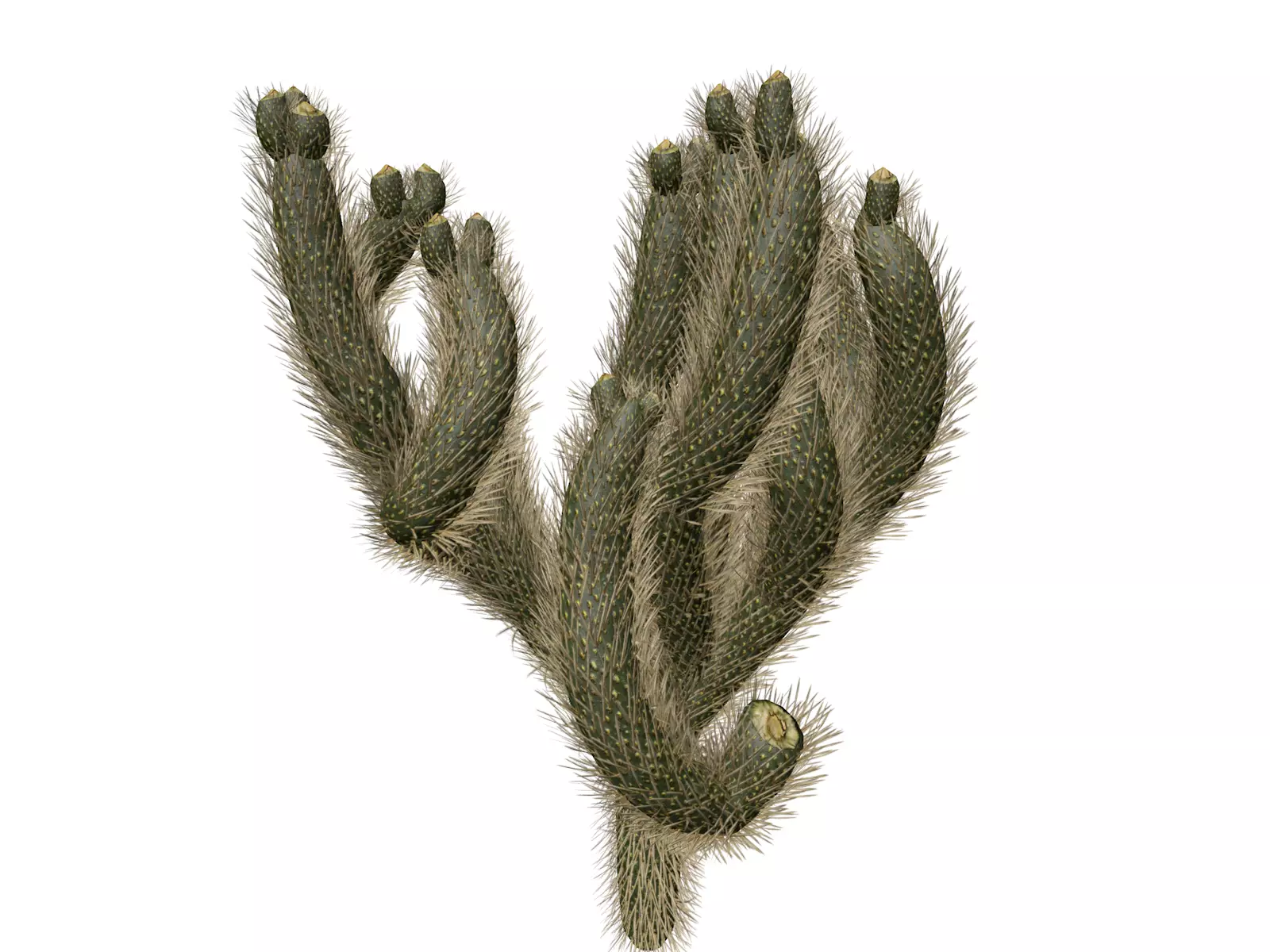 Cholla Cactus Plant - 04 - 3D model_0