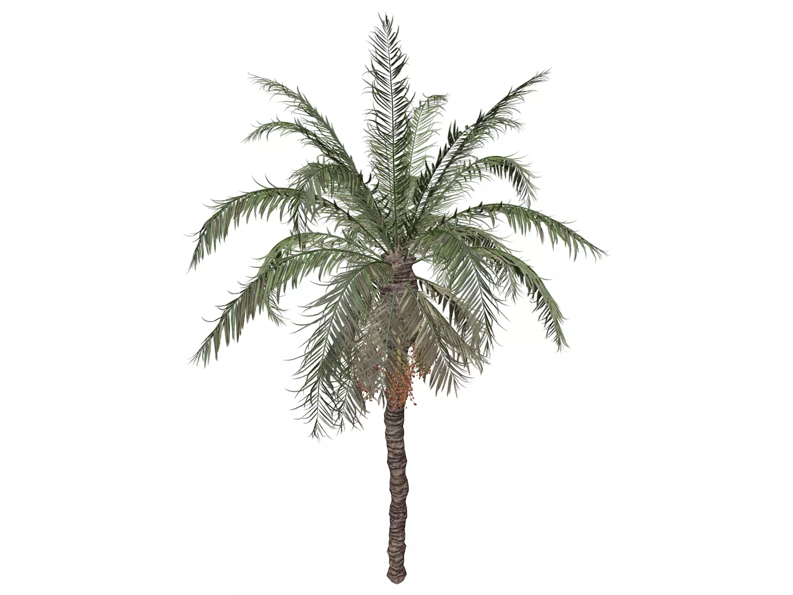 Date Palm Tree - 01 - 3D model