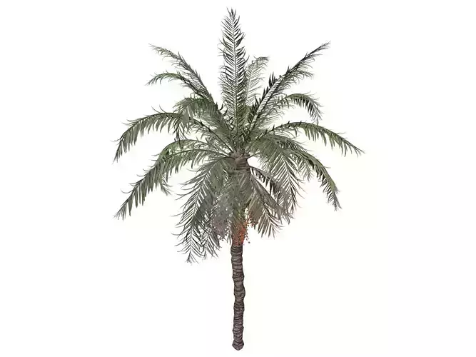 Date Palm Tree - 01 - 3D model