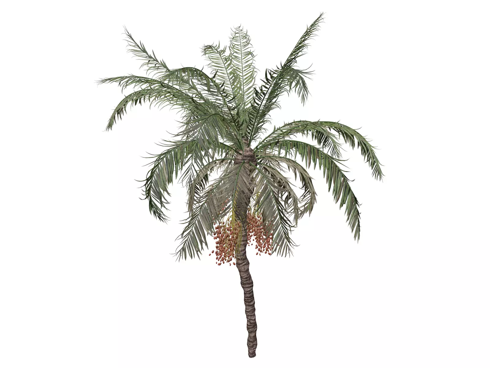Date Palm Tree - 02 - 3D model