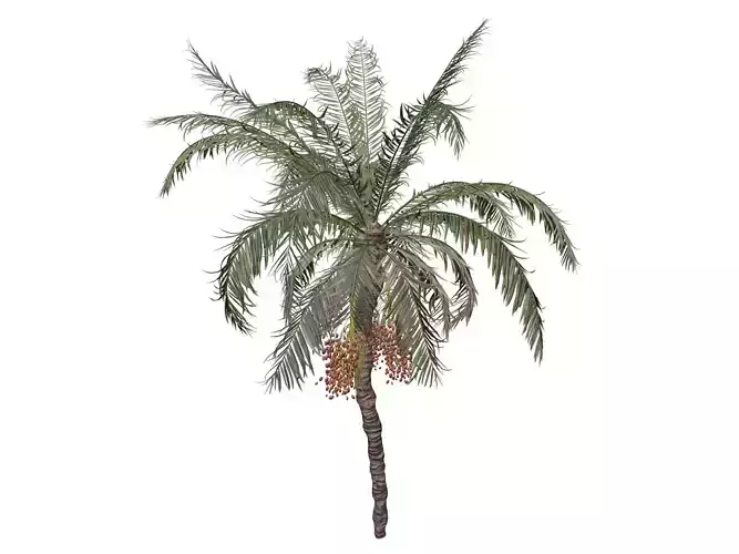 Date Palm Tree - 02 - 3D model