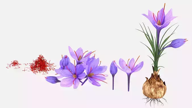 Plant Parts of Crocus with Saffron Low-poly 3D model