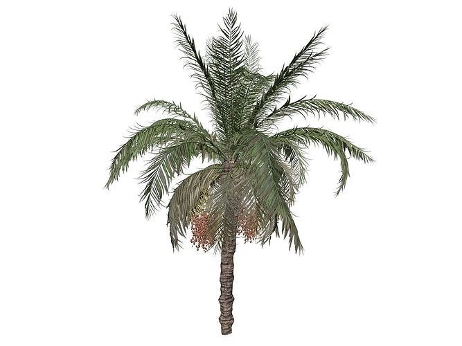Date Palm Tree - 03 - 3D model
