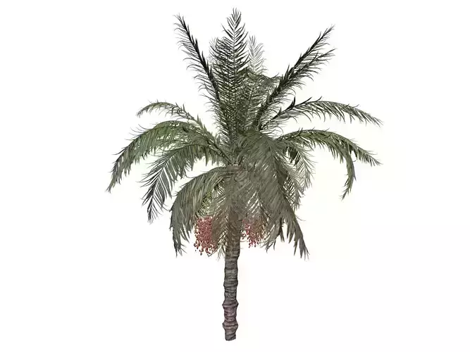 Date Palm Tree - 03 - 3D model