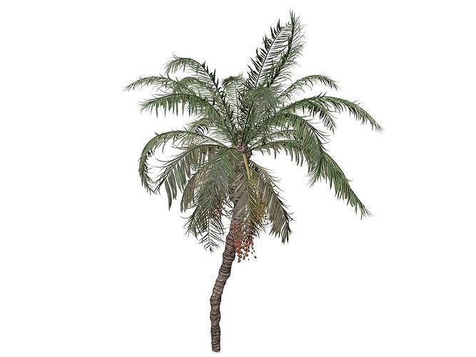 Date Palm Tree - 04 - 3D model