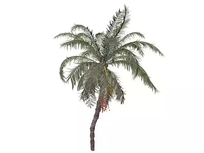 Date Palm Tree - 04 - 3D model