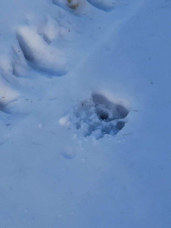 Bear PowPaw - Ski Pole basket with bear footprint 3D print model_2