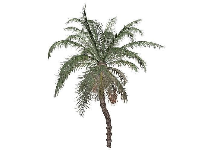 Date Palm Tree - 05 - 3D model