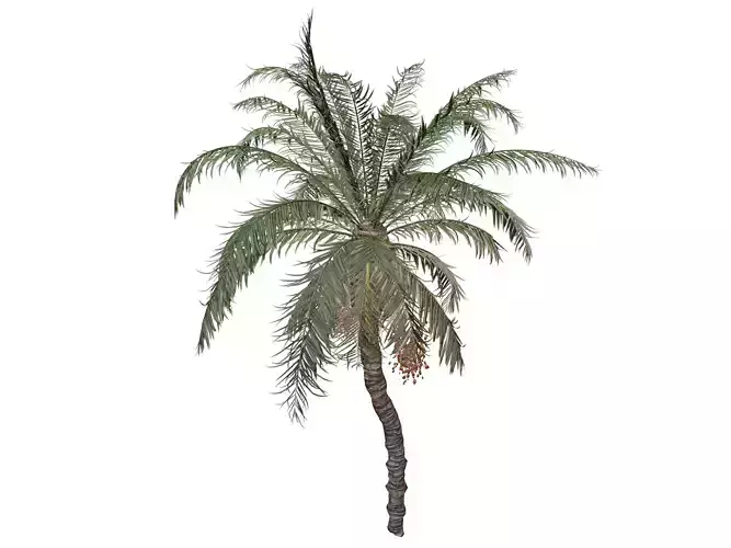 Date Palm Tree - 05 - 3D model