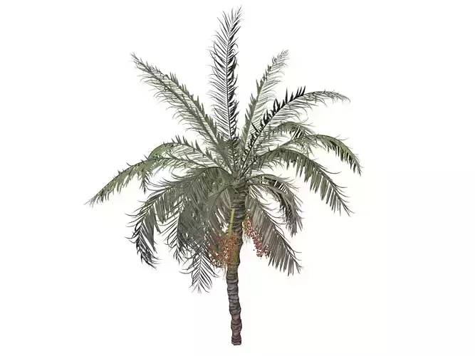 Date Palm Tree - 06 - 3D model