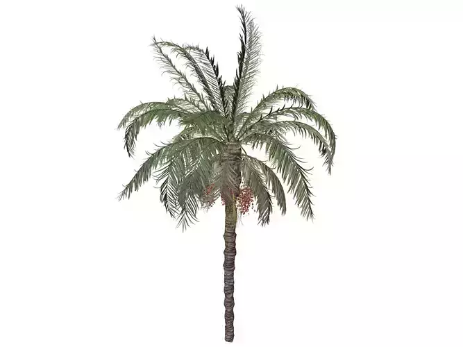 Date Palm Tree - 07 - 3D model
