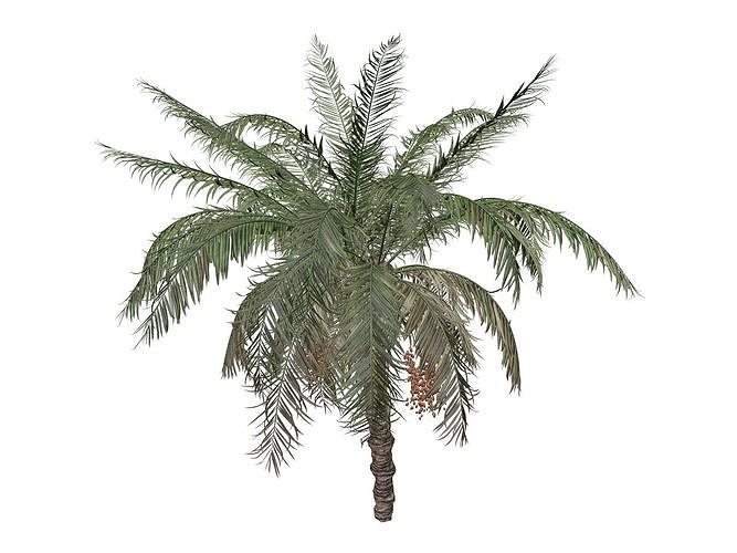 Date Palm Tree - 08 - 3D model