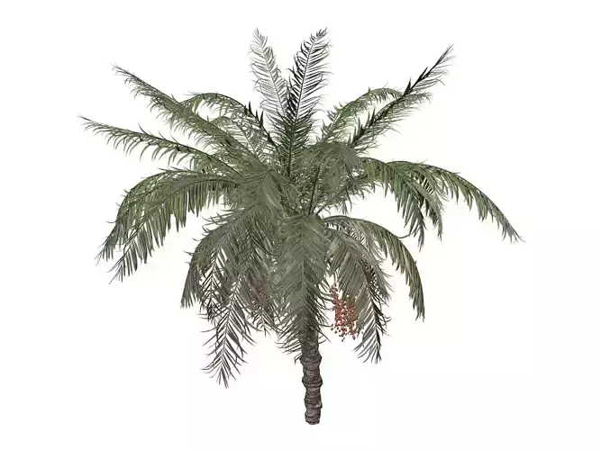 Date Palm Tree - 08 - 3D model