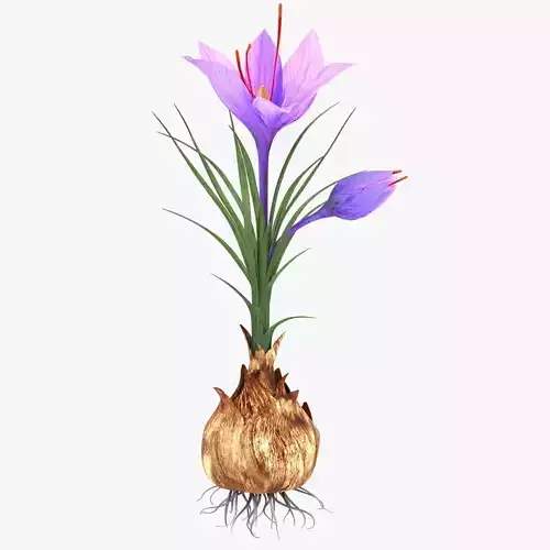 Plant Part Details Low-poly 3D model