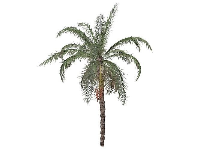 Date Palm Tree - 09 - 3D model