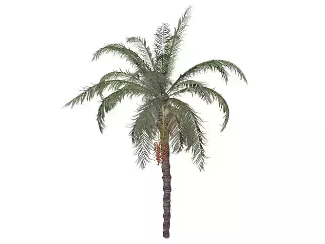 Date Palm Tree - 09 - 3D model