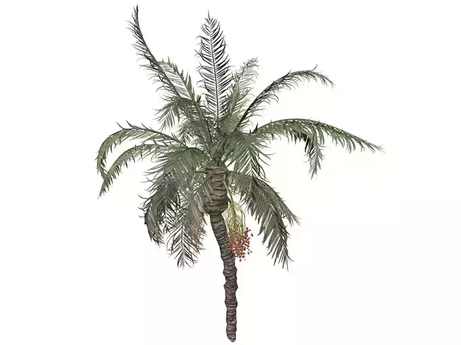Date Palm Tree - 10 - 3D model