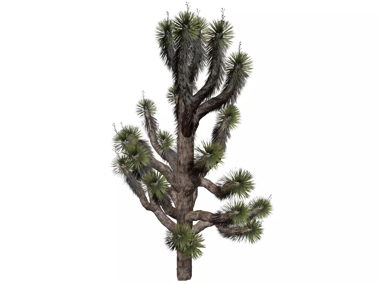 Joshua Tree - 01 - 3D model_0