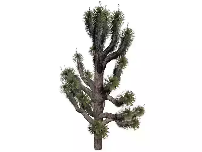 Joshua Tree - 01 - 3D model