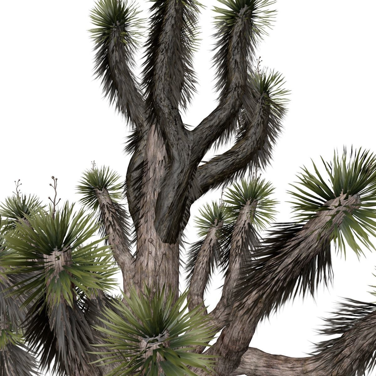 Joshua Tree - 01 - 3D model_3