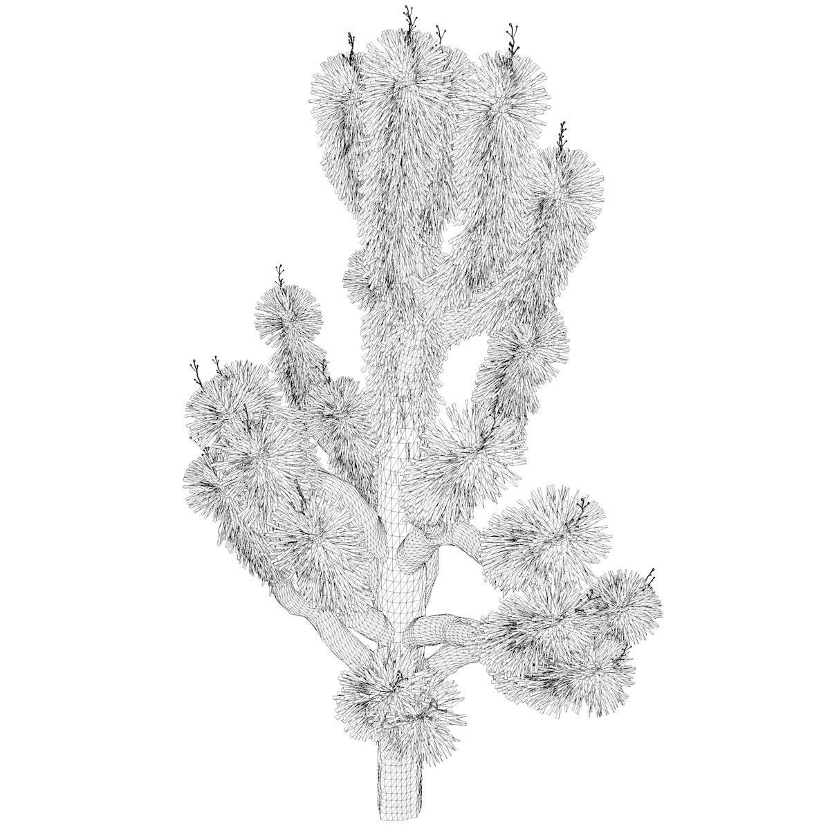 Joshua Tree - 01 - 3D model_2