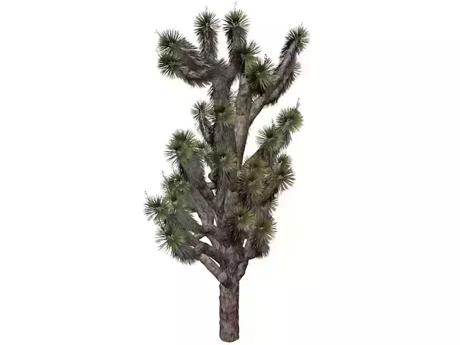 Joshua Tree - 02 - 3D model