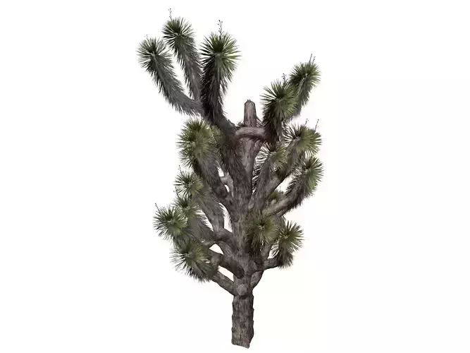 Joshua Tree - 03 - 3D model