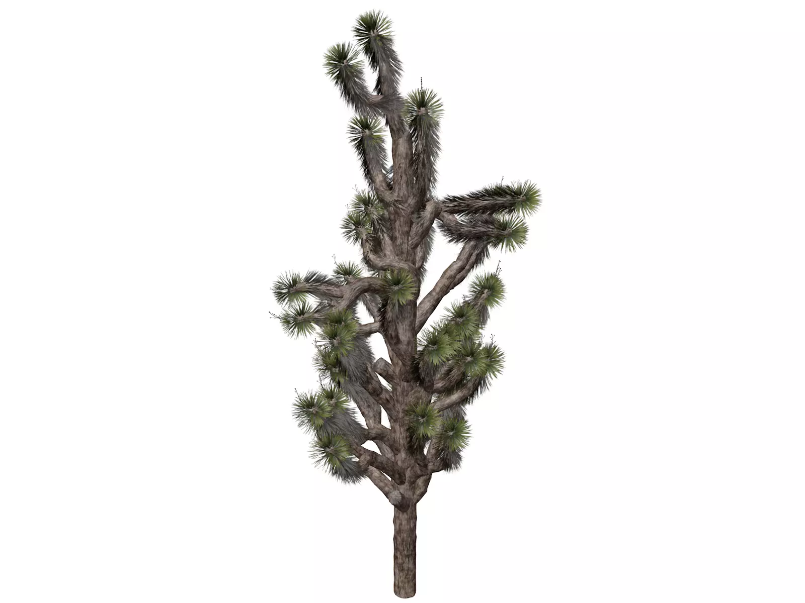 Joshua Tree - 04 - 3D model_0