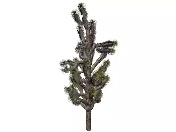 Joshua Tree - 04 - 3D model