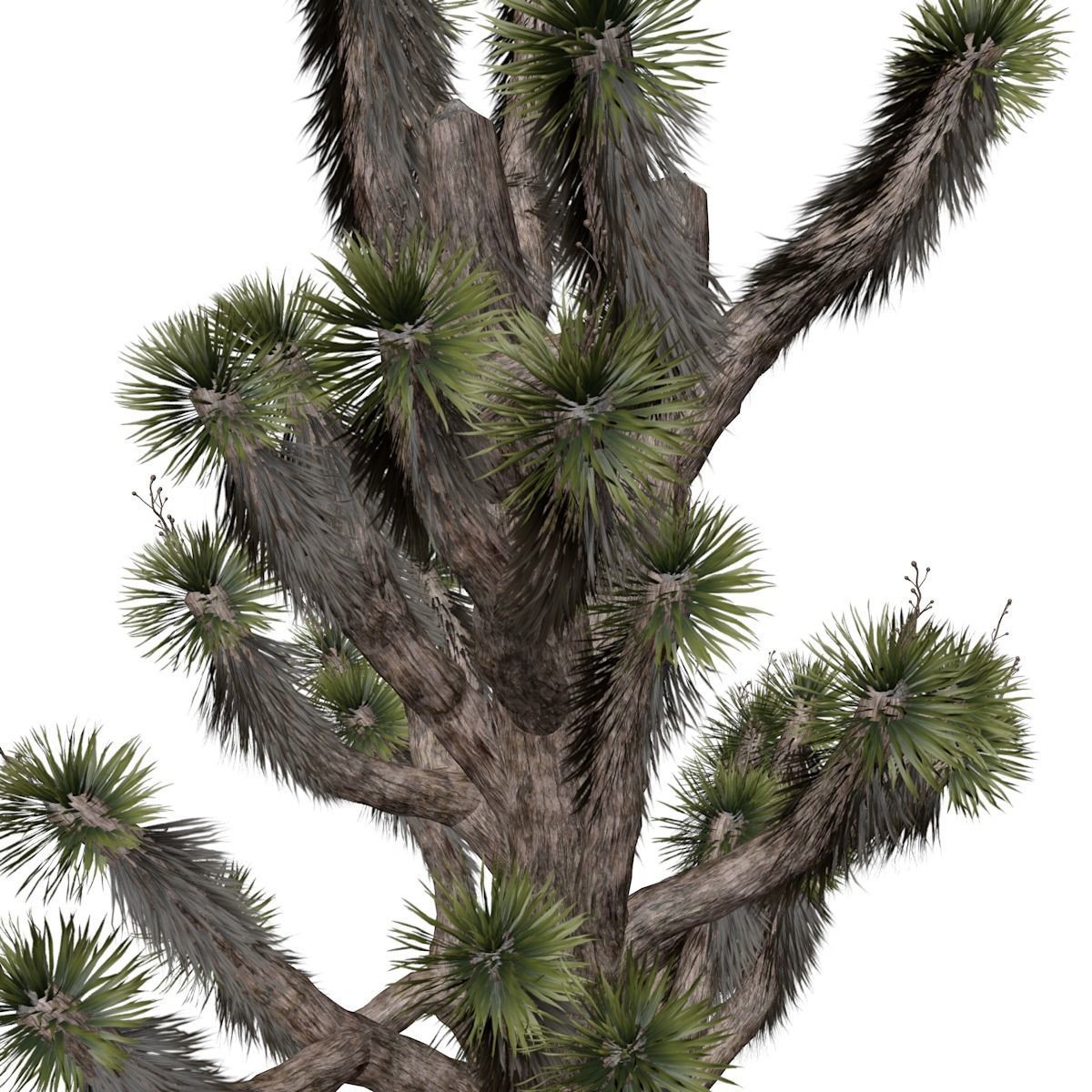 Joshua Tree - 05 - 3D model_3