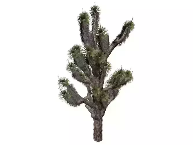 Joshua Tree - 05 - 3D model