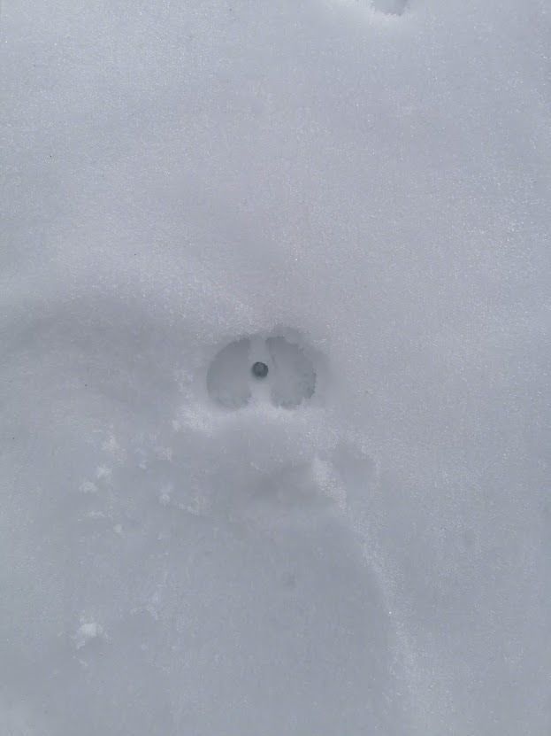 PowPaw Deer - Hiking pole basket with animal footprint 3D print model_1