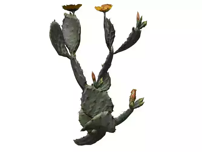 Prickly Pear Cactus Plant - 01 -