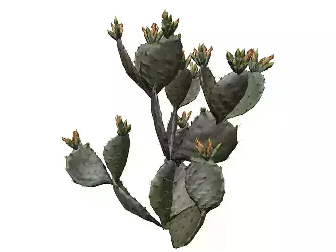 Prickly Pear Cactus Plant - 02 - 3D model