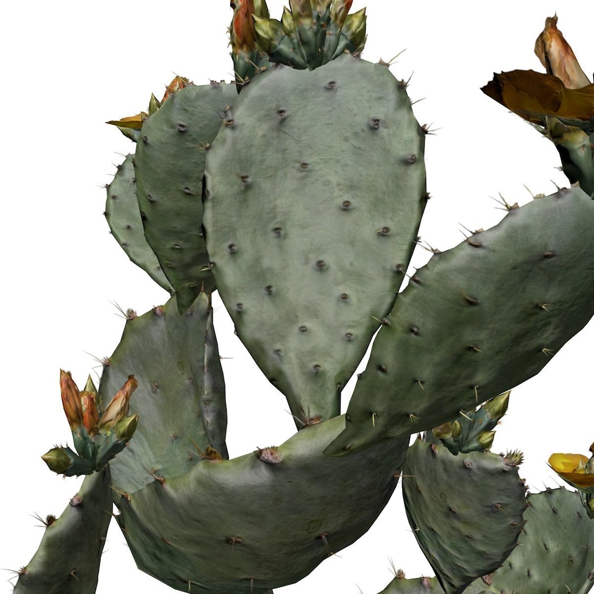 Prickly Pear Cactus Plant - 03 - 3D model_3