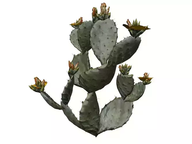 Prickly Pear Cactus Plant - 03 -
