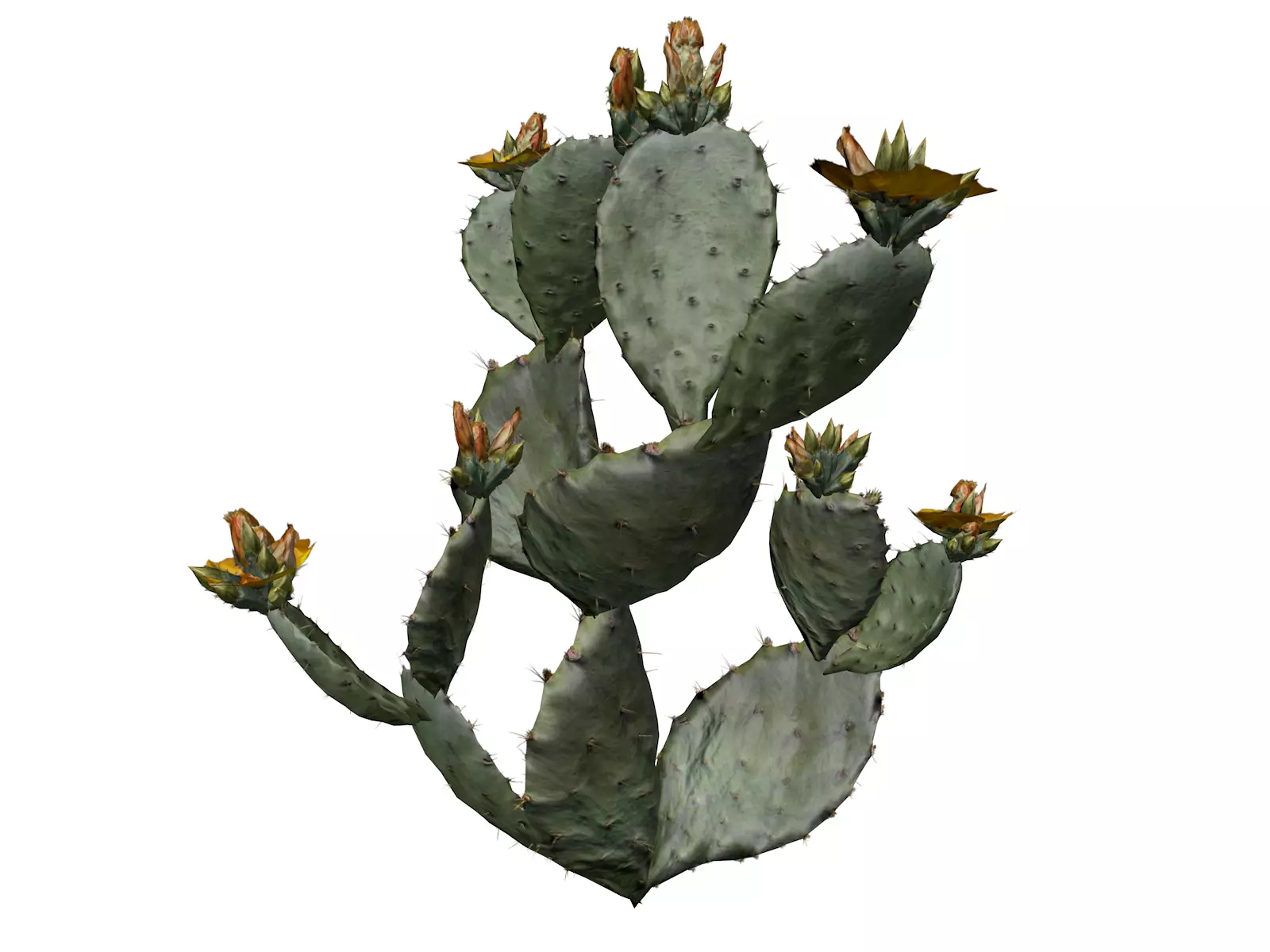 Prickly Pear Cactus Plant - 03 - 3D model_0