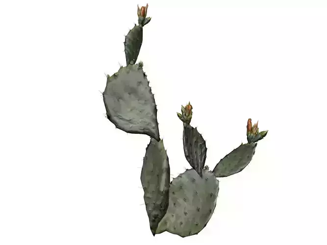 Prickly Pear Cactus Plant - 04 -