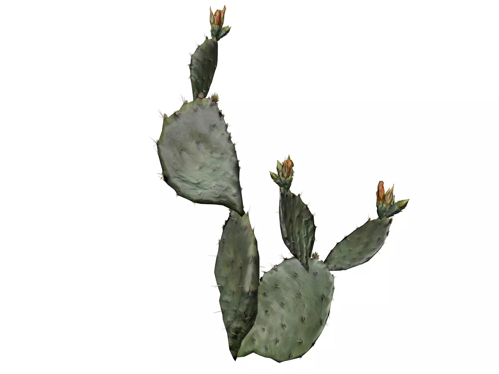 Prickly Pear Cactus Plant - 04 - 3D model_0