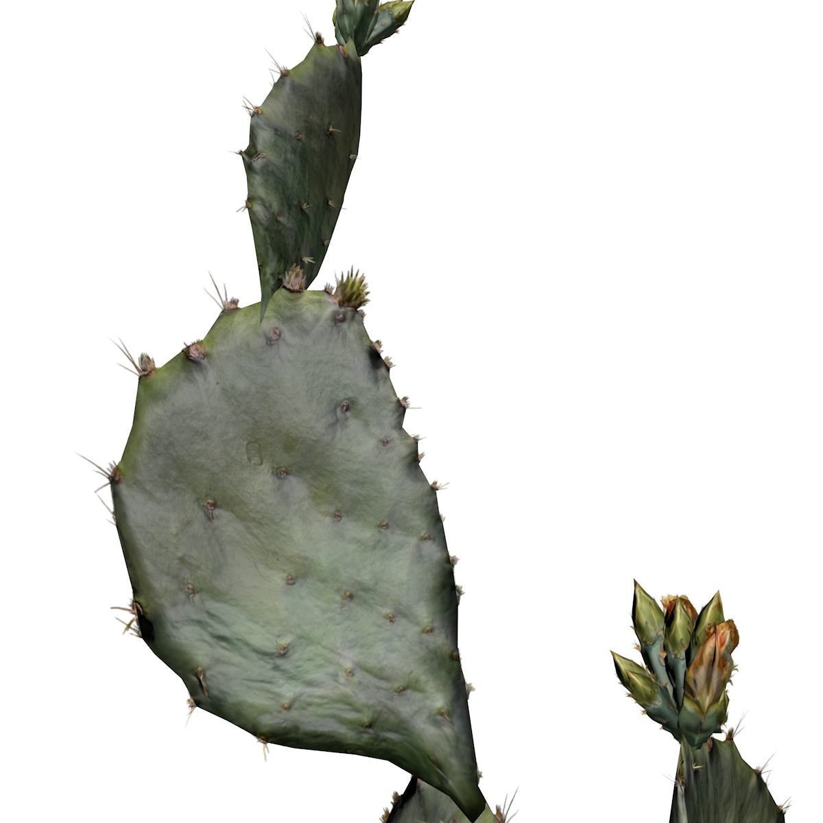 Prickly Pear Cactus Plant - 04 - 3D model_3