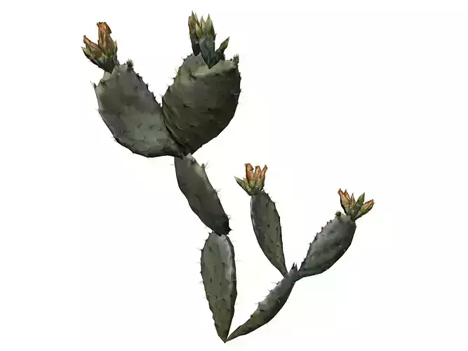 Prickly Pear Cactus Plant - 05 -