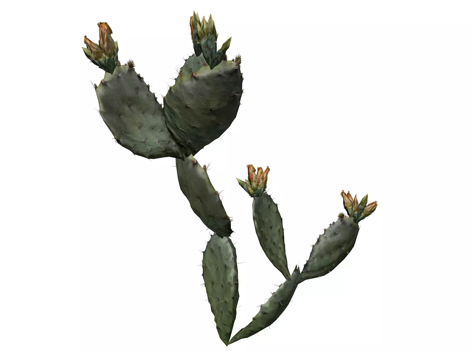 Prickly Pear Cactus Plant - 05 - 3D model_0
