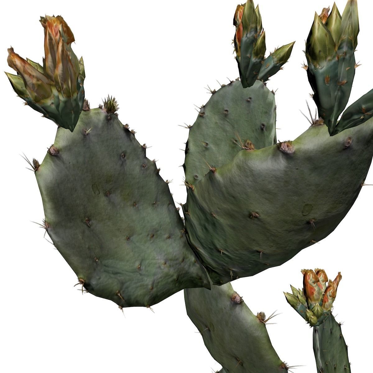 Prickly Pear Cactus Plant - 05 - 3D model_3