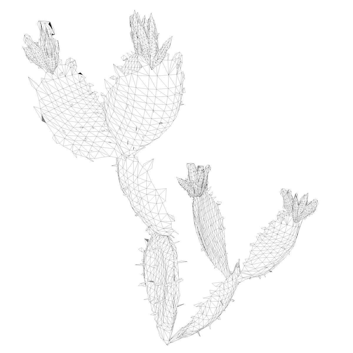 Prickly Pear Cactus Plant - 05 - 3D model_2