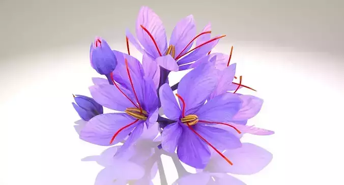 Crocus Blossom Low-poly 3D model