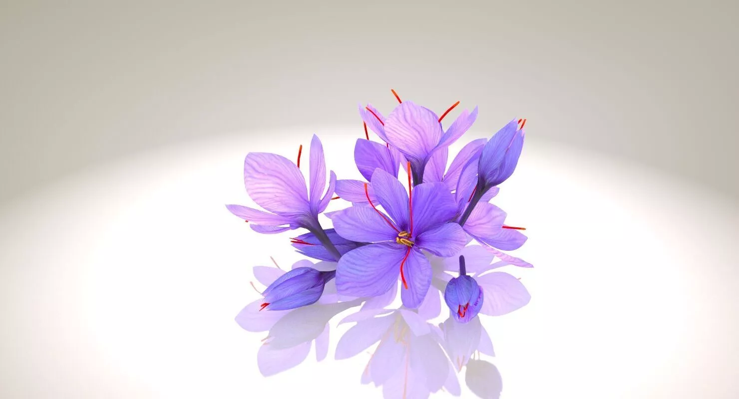 Crocus Blossom Low-poly 3D model